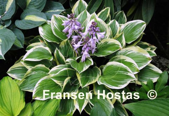 Hosta Border Bandit